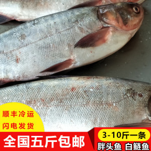 【鲜活水产淡水鱼价格】最新鲜活水产淡水鱼价格/批发报价